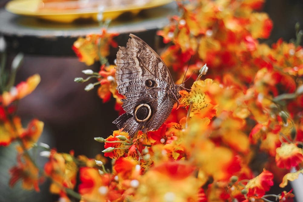 Butterfly Palmhouse Vienna City Guide Travel Blogger UK Review Austria Instagram