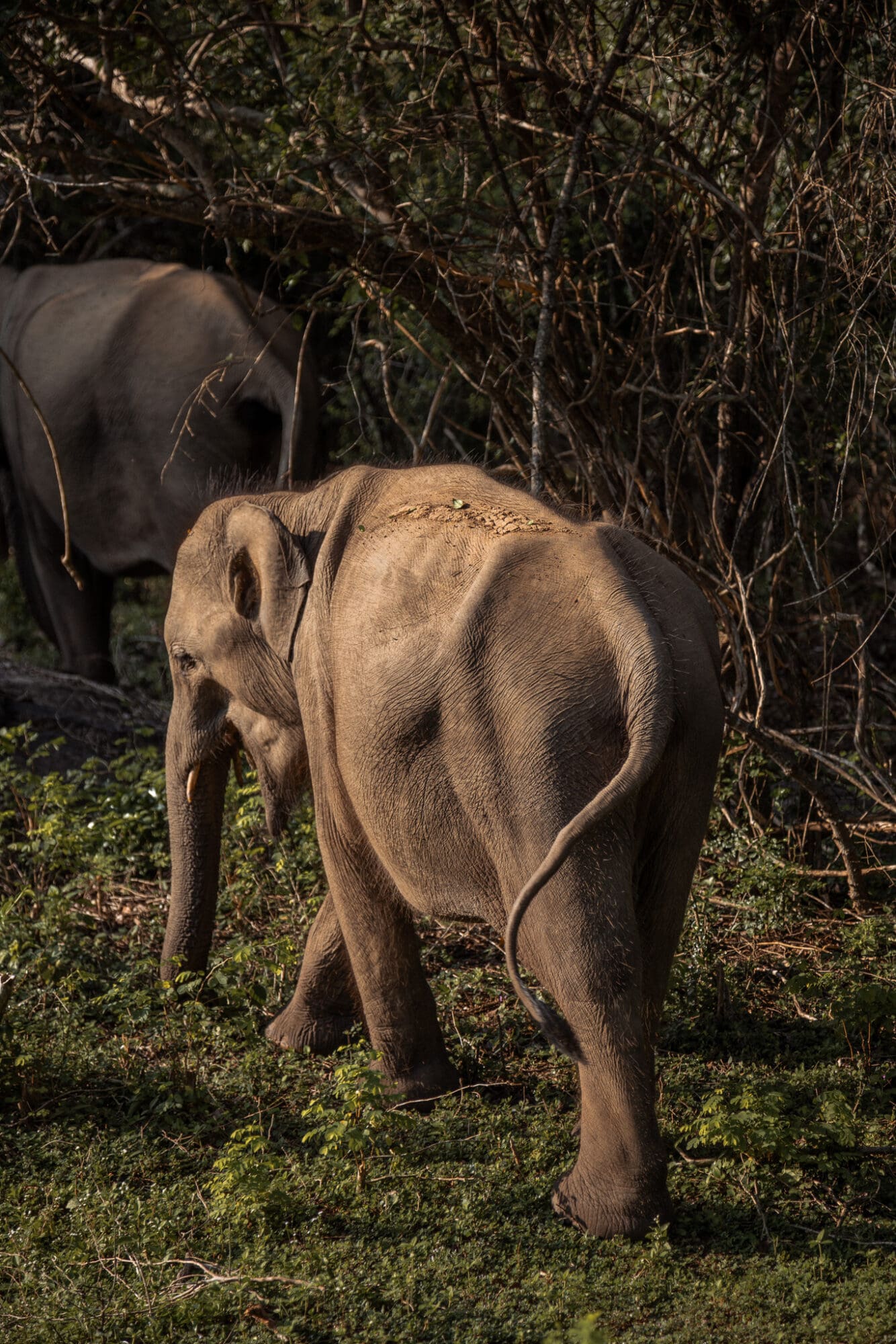 Yala National Park Safari Elephant Sighting Sri Lanka