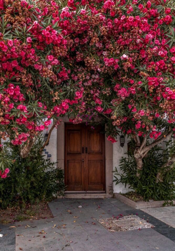 Bodrum Marina Blooms Instagram Locations Things to Do Guide Turkey Türkiye