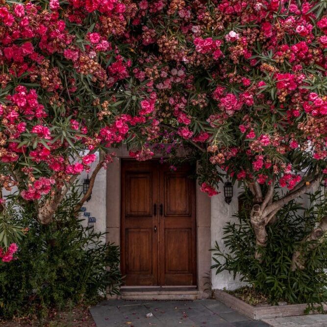 Bodrum Marina Blooms Instagram Locations Things to Do Guide Turkey Türkiye