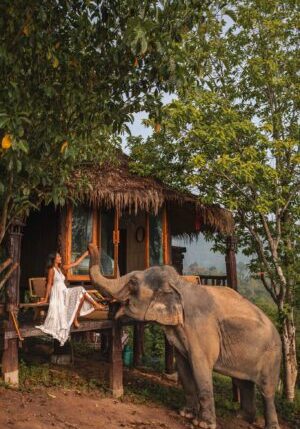 Chai Lai Orchid Elephant Camp Chiang Mai Thailand Ethical Hotel Uk Travel Review Mountains